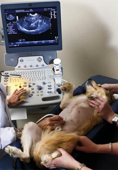 УЗИ всех органов брюшной полости (без учета стоимости расходных материалов) УЗИ всех органов брюшной полости (без учета стоимости расходных материалов)