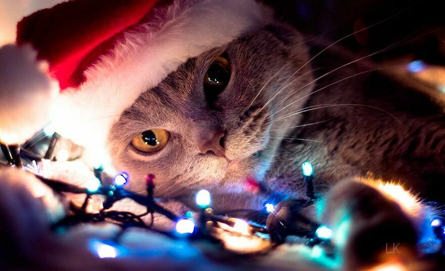 <span style="font-weight: bold;">ПРЕДНОВОГОДНЯЯ АКЦИЯ "СТОП" (кошки и коты) </span>